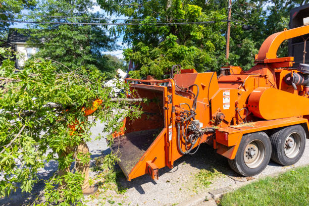 Tree Root Removal in Tybee Island, GA